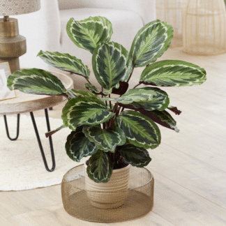 Calathea Medallion