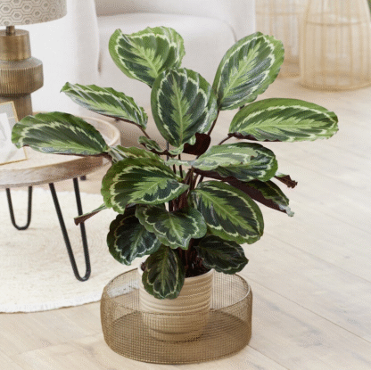 Calathea Medallion  - Prayer Plant