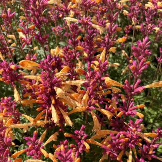 Agastache Peachie Keen -  Giant Hyssop - in Bud And Bloom