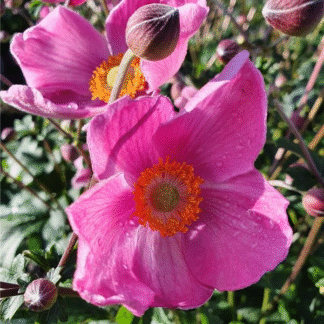 Anemone Fantasy 'Jasmine'  - Japanese Anemone - in Bud & Bloom