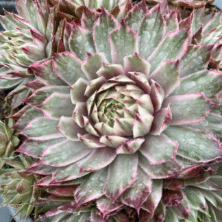 Sempervivum Saxon - Houseleek