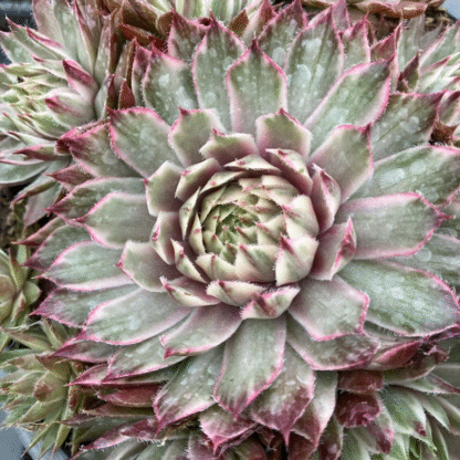 Sempervivum Saxon - Houseleek