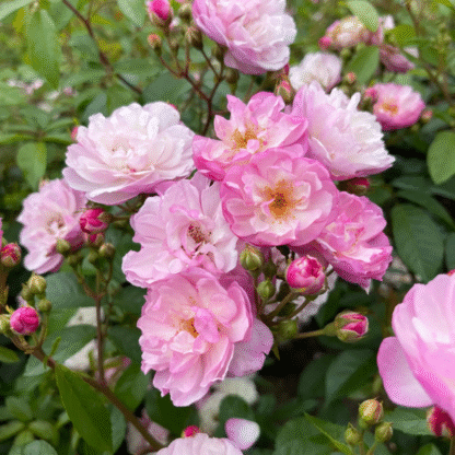 Rosa 'Siluetta Lavender' - Rambling Rose