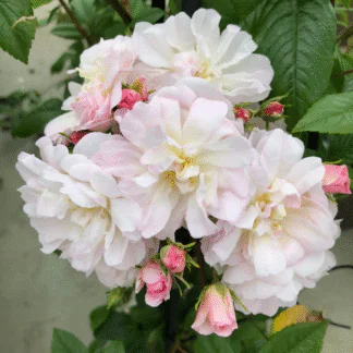 Rose 'Siluetta Sweet' - Rambling Rose