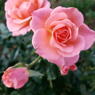 Rose 'Star Performer' - Climbing Rose