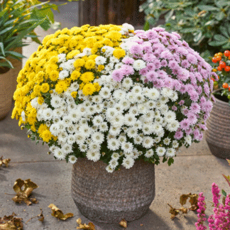 Colourful Garden Mum Chrysanthemum - Tricolour - in Bud And Bloom