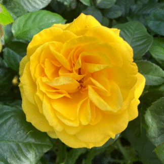 Rose 'Golden Wedding' (Anniversary) - Shrub Rose