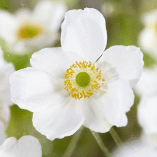 Anemone Honorine Jobert - Japanese Anemone in Bud & Bloom