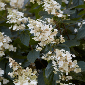 Hydrangea Paniculata Tardiva