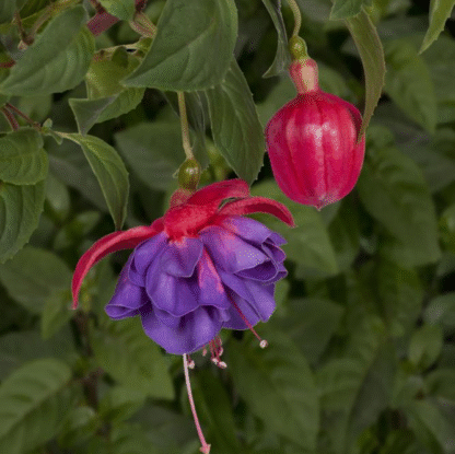 Fuchsia 'Gillian Anthea'