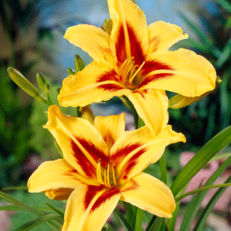 Hemerocallis 'Bonanza'