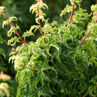 Acer Palmatum Shishigashira - Lion's Head Japanese Maple