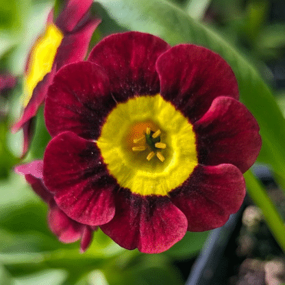 Primula Auricula 'Louis'