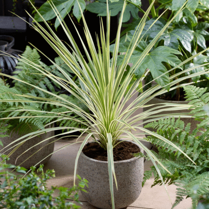 Cordyline Australis 'Lime Passion'
