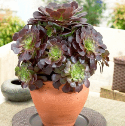 Aeonium Arboreum Velour