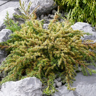 Juniperus Communis 'Lemon Carpet'