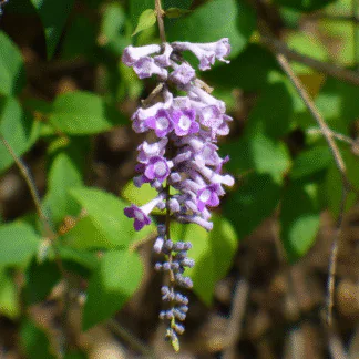 Buddleja Lindleyana - Lindley's Butterfly Bush