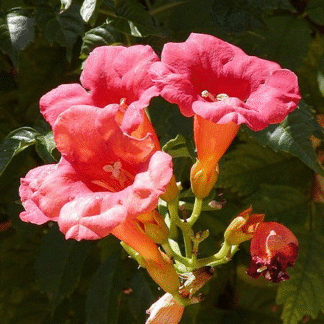 Campsis Pink Panther - Trumpet Vine