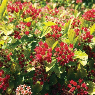 Physocarpus Opulifolius Magical Raspberry Limonade