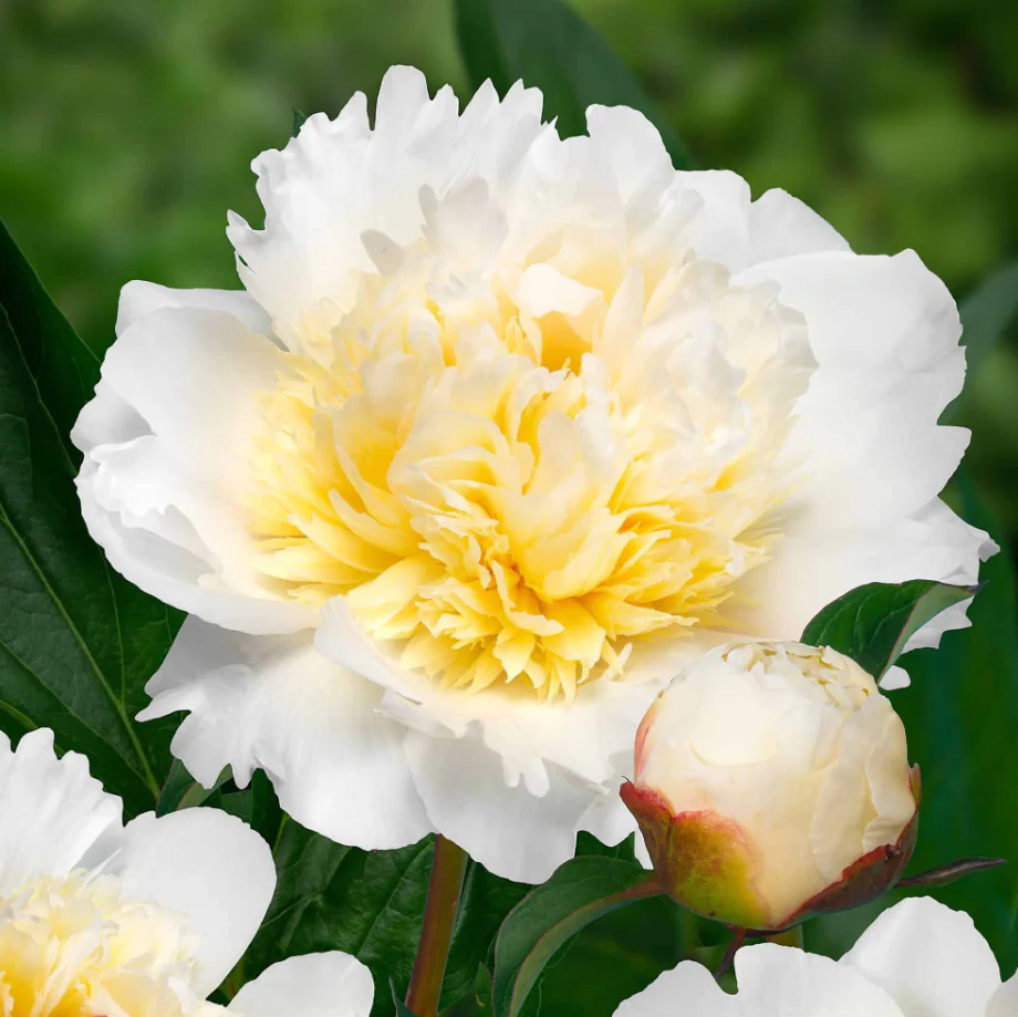 Paeonia Bridal Grace - Peony Bridal Grace
