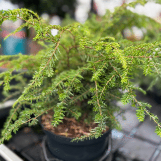 Tsuga Canadensis 'Green Globe'