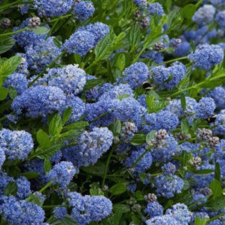 Ceanothus Victoria - Evergreen Californian Lilac - Large 90-120cm Specimen