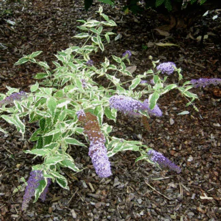 Buddleja Davidii 'Florence' - Butterfly Bush