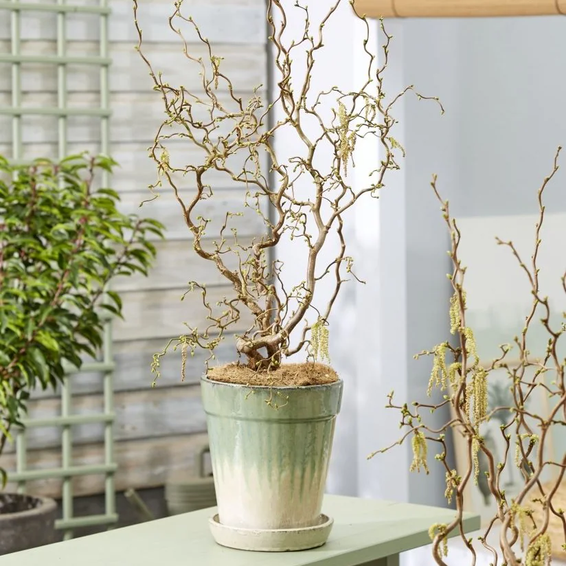 Corylus Avellana 'Medusa' - Special Corkscrew Hazel