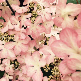 Viburnum Plicatum 'Molly Schroeder' - Large Specimen