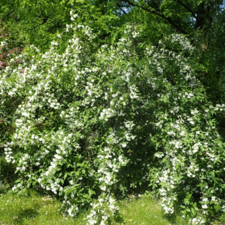 Weigela 'Candida'