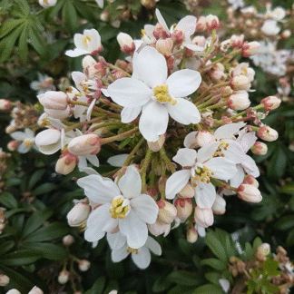 Choisya Ternata 'Greenfingers' - Fragrant Mexican Orange Blossom