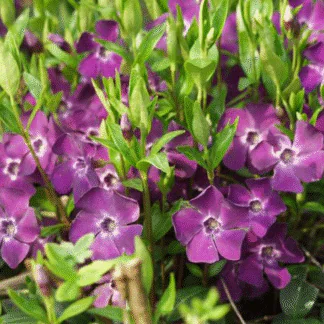 Vinca Minor Atropurpurea - Purple Flowered Evergreen Ground Covering Lesser Periwinkle Plants