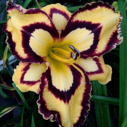 Hemerocallis 'Calico Jack'