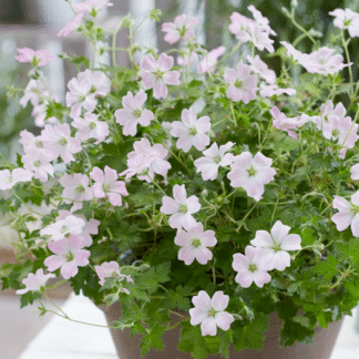Geranium 'Dreamland'
