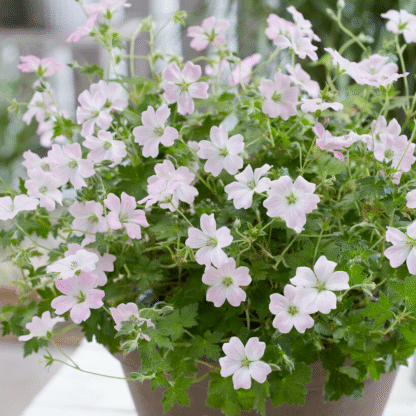 Geranium 'Dreamland'