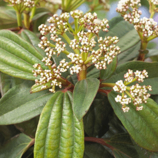 Evergreen Viburnum Davidii - Hardy Shrub