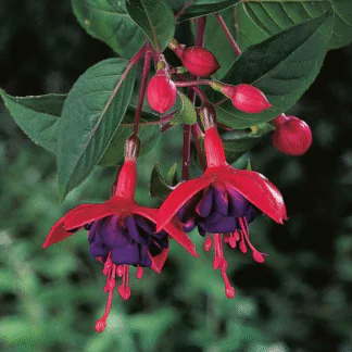 Fuchsia 'Dollar Princess'