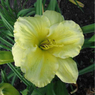 Hemerocallis 'Girl Scout'