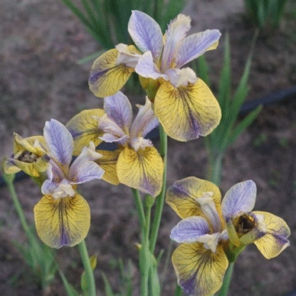 Iris Sibirica 'Tipped in Blue'