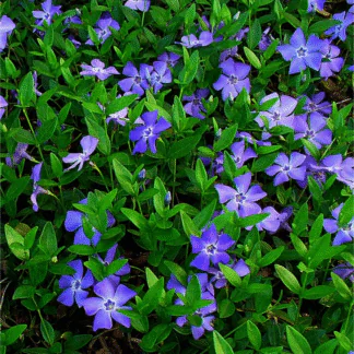 Vinca Minor - Blue Flowered Evergreen Ground Cover - Lesser Periwinkle Plant