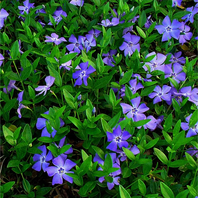 Vinca Minor - Blue Flowered Evergreen Ground Cover - Lesser Periwinkle Plant