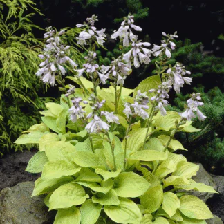 Hosta 'August Moon'