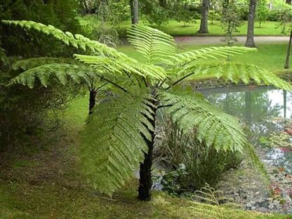 Cyathea Highland Lace - Australian Tree Fern - Sphaeropteris Cooperi