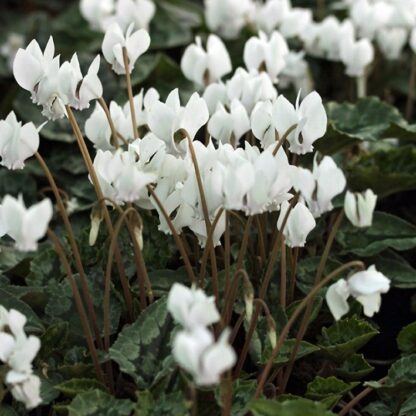 Cyclamen Hederifolium Album - Autumn Flowering Hardy White Cyclamen