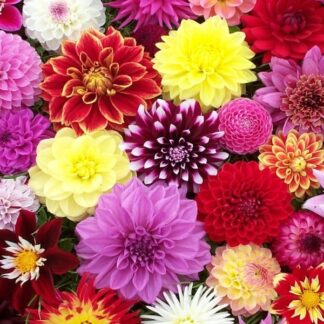 Premium Varieties Dahlia Collection - Pack of Five Plants