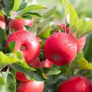 Apple Tree - Discovery (Mm106) - 110cm