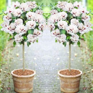 Pair of Patio Standard Hibiscus Trees - Double Ice Cream
