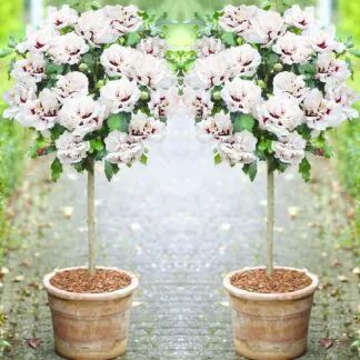 Pair of Patio Standard Hibiscus Trees - Double Ice Cream