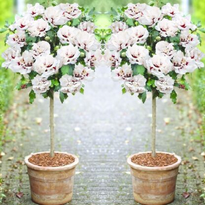 Pair of Patio Standard Hibiscus Trees - Double Ice Cream