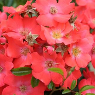 Rose 'Flower Carpet Sunset' - Ground Cover Rose